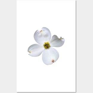 White Dogwood Flower on White Posters and Art